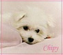 Chipy