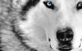 wotan_lone_wolf