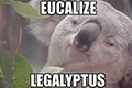 Koala