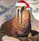 Walrus