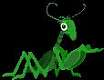 Insecto
