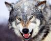 Wotan