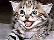 Gatito de Dark