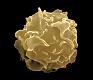Lymphocyte