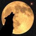 Wolf20